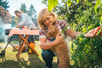 Senior woman picking up fresh vegetable in the garden and playing with her pet dog while her...