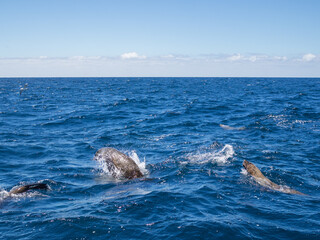 Seals feeding and playing in the waters of Bay of Fires