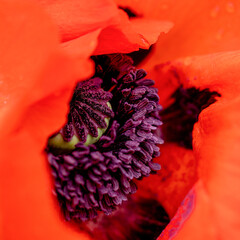 Close up view of an Oriental Poppy.