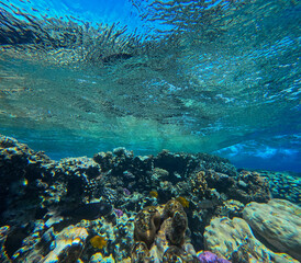 Underwater view of coral reef with fishes and corals in tropical sea
