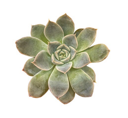 Bush Echeveria Lola top view, isolated on transparent background with clipping mask. Succulent plant top view, isolated on white background.