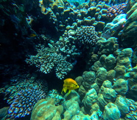 Naklejka na ściany i meble Coral and fish in the Red Sea. Egypt. Sharm El Sheikh