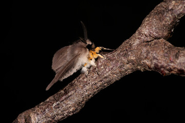 Le mâle de l'écaille mendaite un papillon aux pattes jaunes (Diaphora mendica)