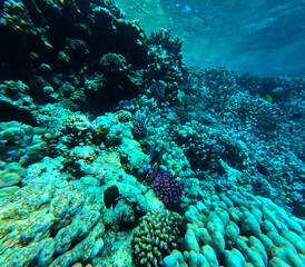 Underwater view of coral reef with fish and corals in tropical sea