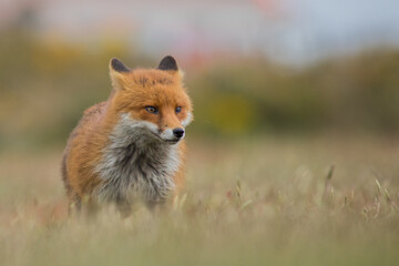 Close up of a Red fox standing in green grass