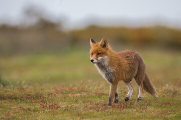 Close up of a Red fox standing in green grass