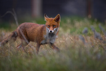 Close up of a Red fox standing in green grass