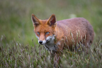 Close up of a Red fox standing in green grass