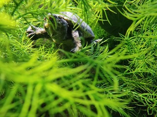 turtles seaweed
