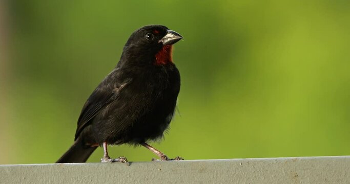 Lesser Antillean bullfinch (Loxigilla noctis), male bird, Guadeloupe, french caribbean islands.