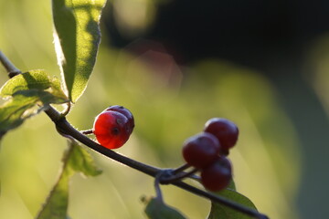 Rote Beeren