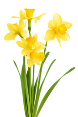 Daffodil flower or narcissus isolated on white background with full depth of field