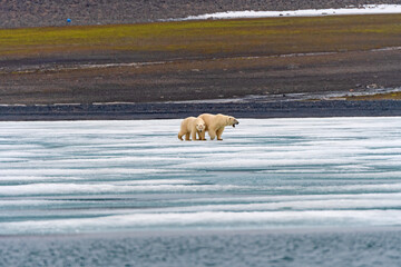 Polar Bear with Tracking Collar on the Ice