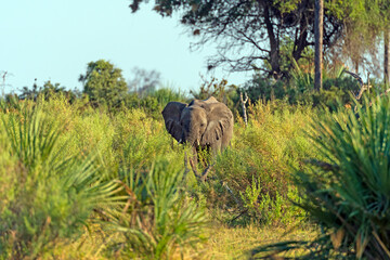 Young Elephant in the Savanna Grasses