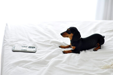 filhote de duchshund cachorro fofo na cama 