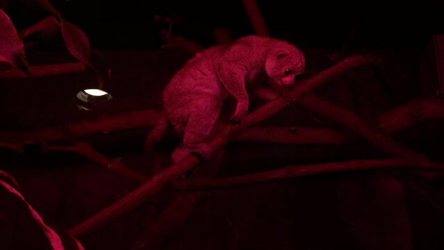 potto at night, potto is a nocturnal tree dweller found in rainforests from Sierra Leone eastward to Uganda.