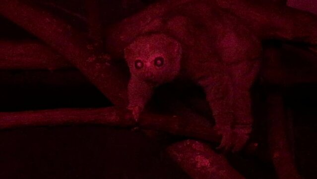 potto at night, potto is a nocturnal tree dweller found in rainforests from Sierra Leone eastward to Uganda.