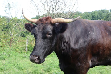 Cow with horns