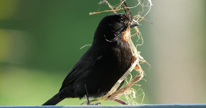 Nest building. Lesser Antillean bullfinch (Loxigilla noctis), male bird, Guadeloupe, french caribbean islands.