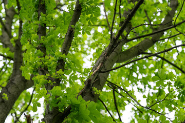 Fresh green leaves of chestnut tree.