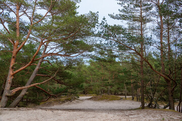 pine forest on the Baltic Sea coast. Leba, Poland
