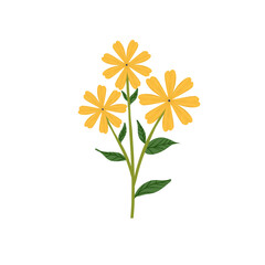 flower isolated on transparent background