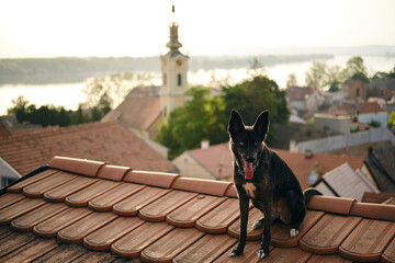 Traveling with a pet in Europe. A charming black blue-eyed mongrel dog sits on the red tiled roof...