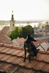 Traveling with a pet in Europe. A charming black blue-eyed mongrel dog sits on the red tiled roof...