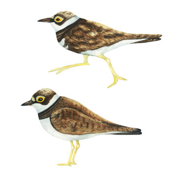 Realistic color scientific illustration of cute Little bird ringed plover (Charadrius dubius) isolated on white background. Small plover watercolor illustration. Killdeer Set Cartoon. Sea and river