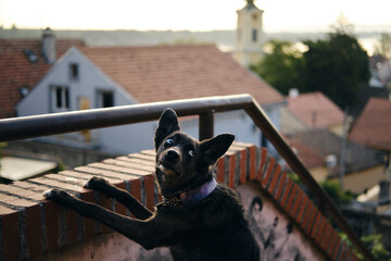 Traveling with a pet in Europe. A charming black blue-eyed mongrel dog has put front paws on a...