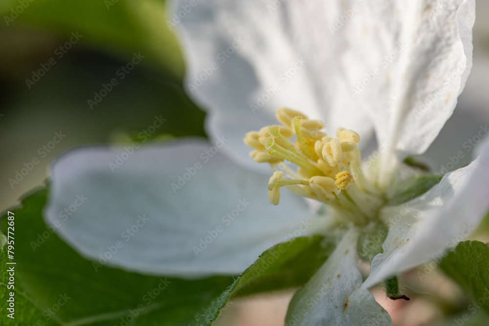 Wall mural white apple blossom on tree.