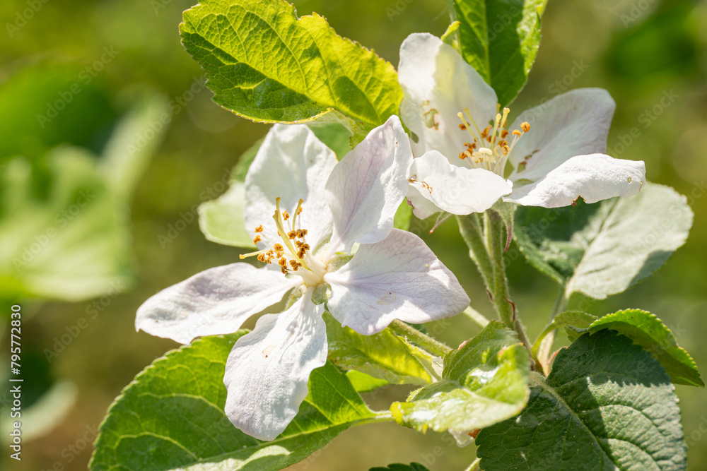 Wall mural white apple blossom on tree.