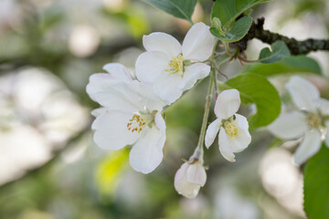 White apple blossom on tree.