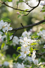 White apple blossom on tree.