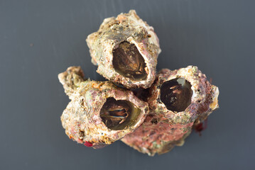 close up of three picorocos on a grey board