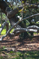 tree in the park