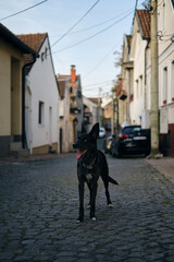 Traveling with a pet in Europe. A charming black blue-eyed mongrel doggy stands on a cobblestone street among small European houses. The old town Zemun, Belgrade, Serbia.