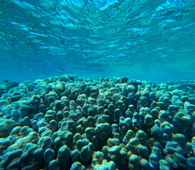 Tropical coral reef in blue water. Underwater background.