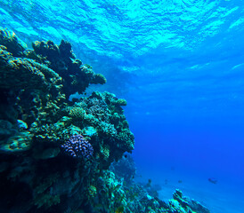 Naklejka na ściany i meble Tropical coral reef in blue water. Underwater background.