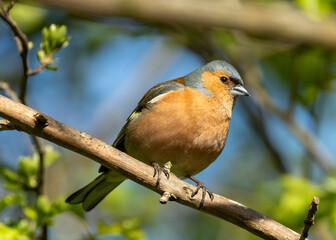 Chaffinch (Fringilla coelebs) - Widespread across Europe, Asia, and North Africa