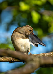 Chaffinch (Fringilla coelebs) - Widespread across Europe, Asia, and North Africa