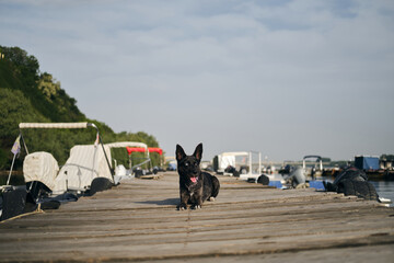 Traveling with a pet in Europe. Adorable black blue-eyed mongrel doggy lies on a wooden pier next...