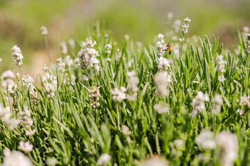 Fototapeta premium A beautiful garden with vibrant lavender plants, close-ups, and bokeh, featuring a honeybee exploring the blooms.