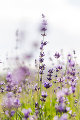 Lavender garden: Close-up & bokeh of serene botanical beauty. A fragrant oasis of blooming bliss.