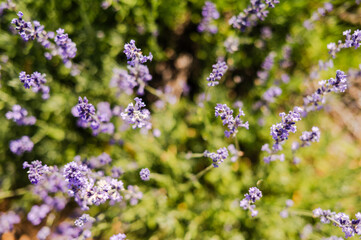View of lavendar plants from above, with green bokeh in the background.