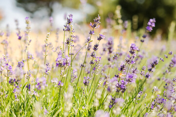 Lavender garden with featuring captivating bokeh. A serene floral paradise.