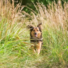 chien heureux courant dans les hautes herbes à la campagne en ia - obrazy, fototapety, plakaty