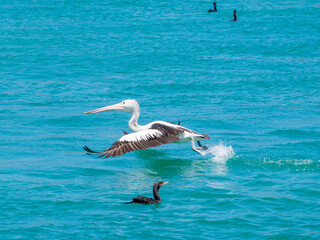 A pelican flying over the water in Lakes Entrance, Victoria, Australia