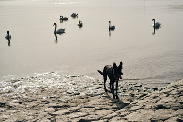 Black mongrel domestic dog standing on Danube River embankment on warm spring morning. A cute mutt...