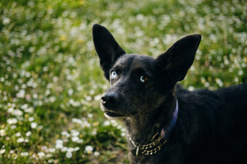 Beautiful blue-eyed black dog poses in a spring park on meadow with wildflowers. A greeting card...